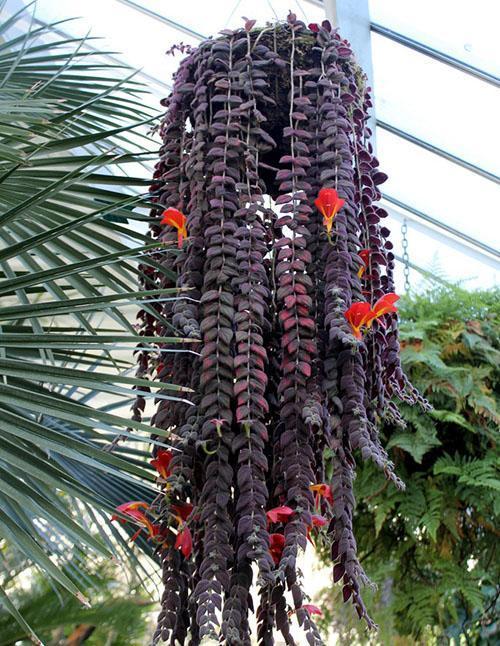 Columnea gloriosa