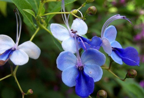 Clerodendrum ougandais