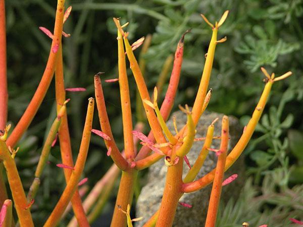 Brotes brillantes de algodoncillo de goma