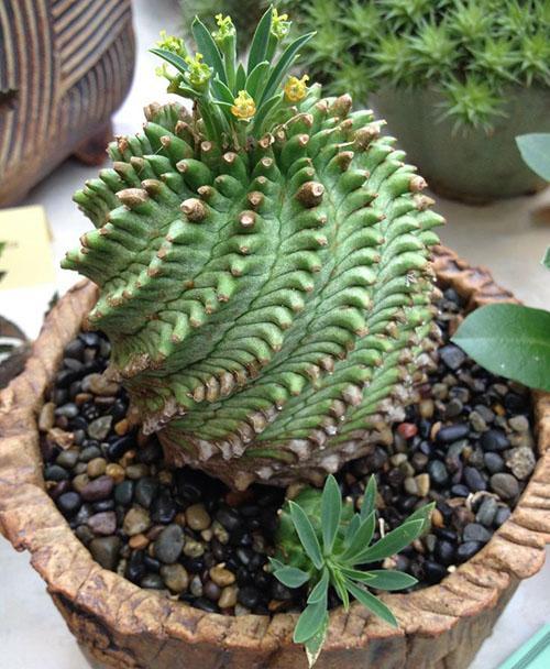 Plante hybride Euphorbia obesa x Bupleurifolia