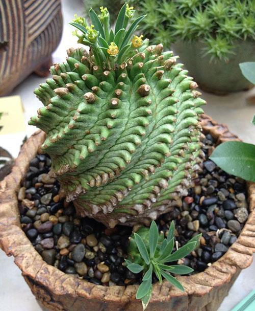 Planta híbrida Euphorbia obesa x Bupleurifolia