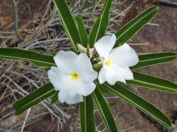pachypodium