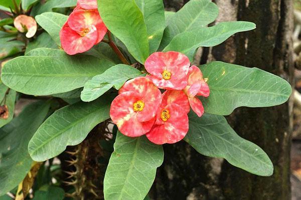 Euphorbia Mila ou Euphorbia milii