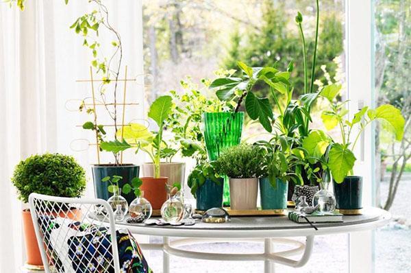 plantes d'intérieur à l'intérieur