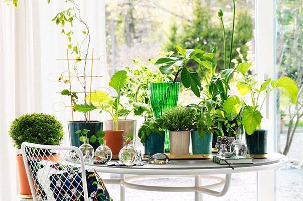 plantas de interior en el interior