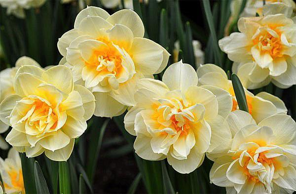 narcisos