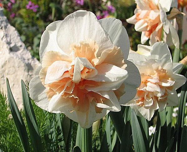 champagne rose iris