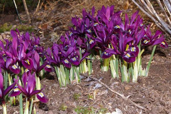 cortina de red de iris