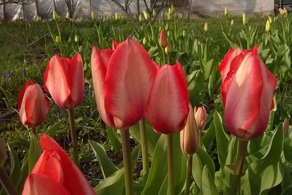 tulipes Sheffield tôt