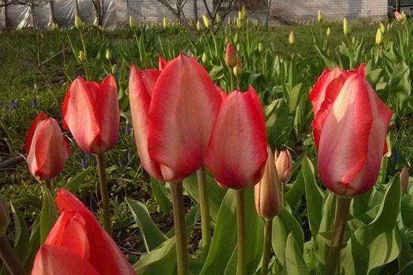 tulipanes Sheffield temprano