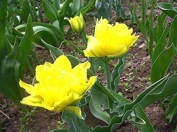tulipán montecarlo