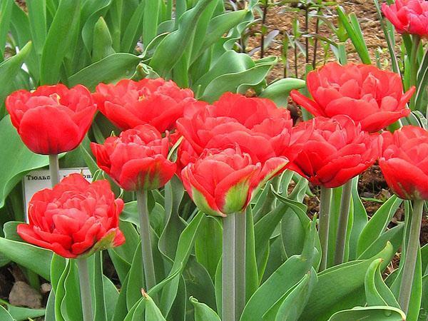 tulipán abba