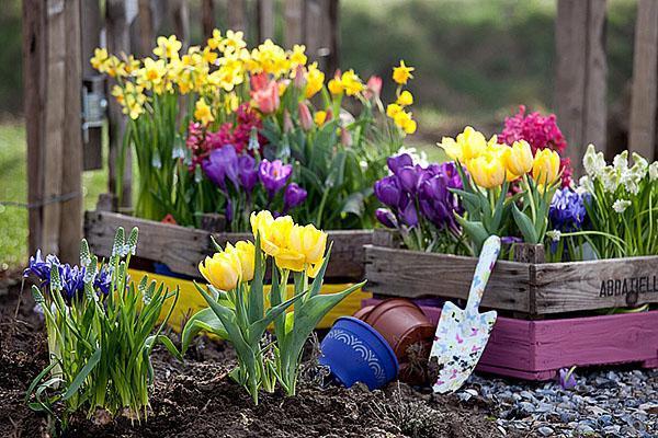 cultivo de flores tempranas en el país