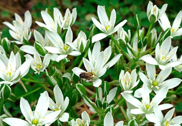 ornithogalum umbellate