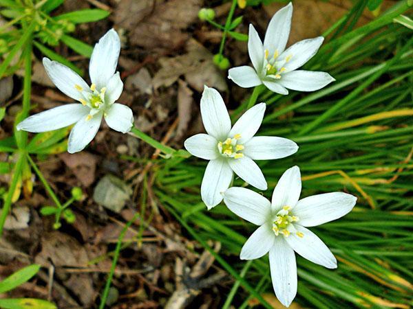 Paraguas ornithogalum