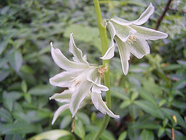 Ornithogalum marchito