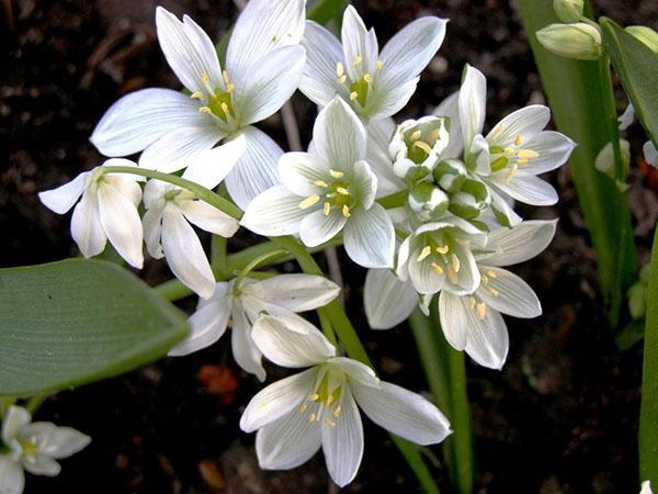 Equilibrio de Ornithogalum