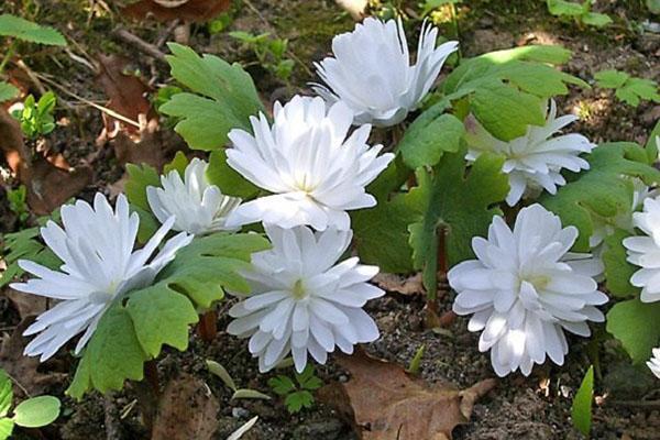 sanguinaria canadien