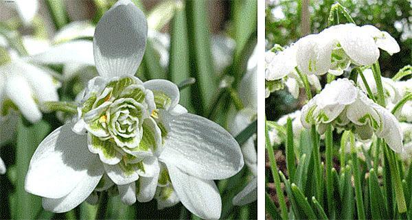 hybride de galanthus