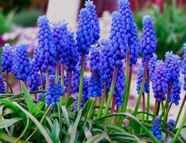 muscari