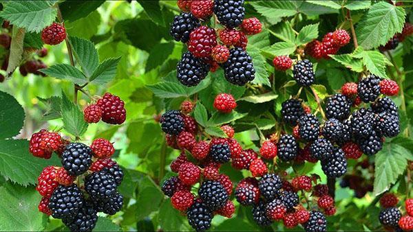 moras en el jardín