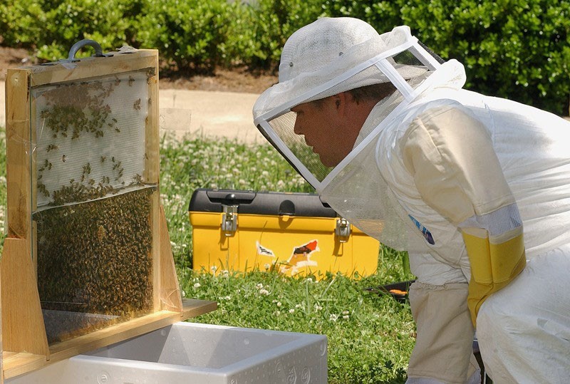 procedimiento para preparar abejas para el invierno