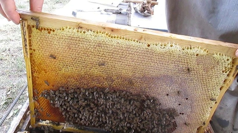 aumento del número de abejas jóvenes