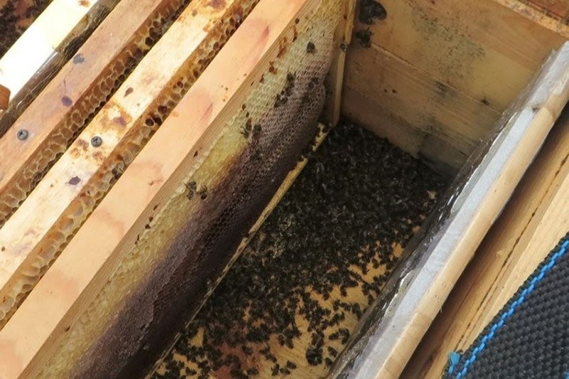 alimentando a las abejas en invierno