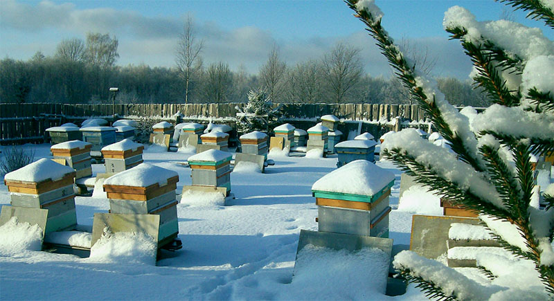 colmenar en invierno