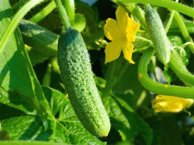 alimentar pepinos con levadura para un alto rendimiento