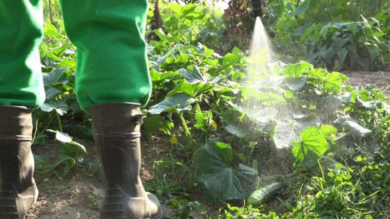 alimentar pepinos con levadura en campo abierto