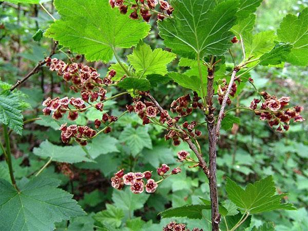 Planta adulta fructífera