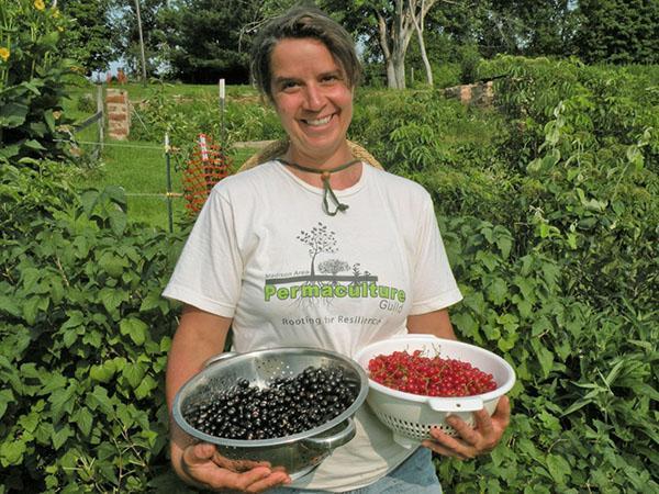 Cosecha de grosellas rojas y negras