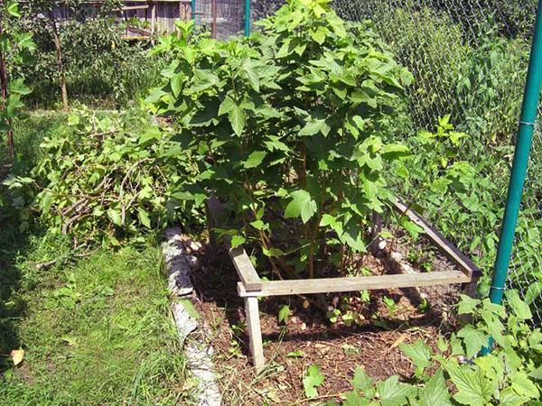 Le buisson de baies a besoin de micro-éléments