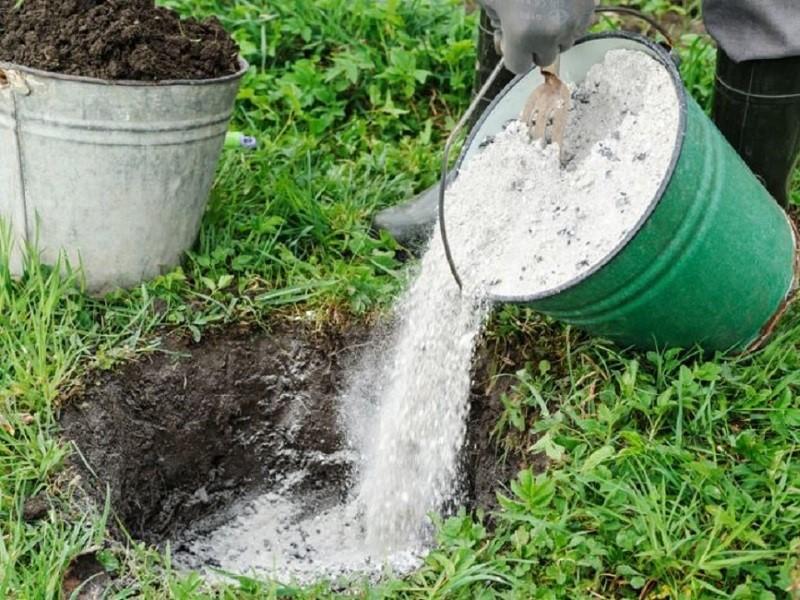 nourrir les groseilles en automne lors de la plantation