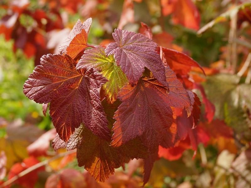 groseillier sain en automne