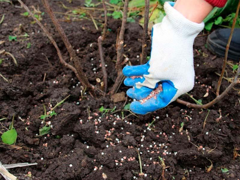 nourrir les groseilles en automne avec du sel de potasse