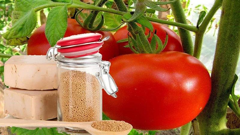 levure pour la récolte de tomates