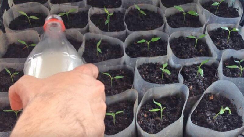 nourrir les tomates avec des plants de levure
