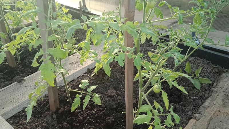 nourrir les tomates avec de la levure dans une serre