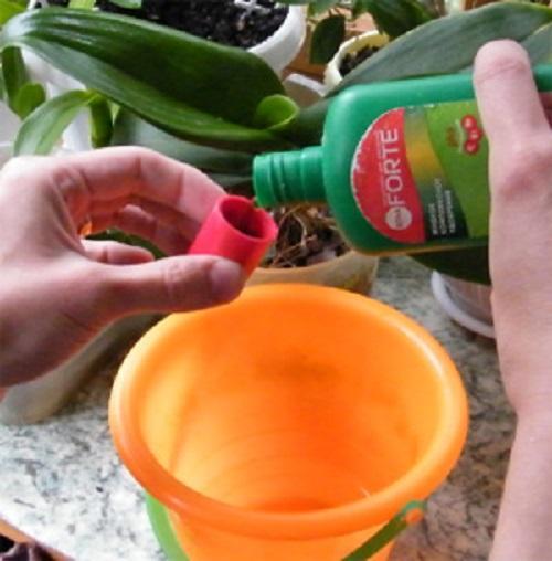 fertilizando flores