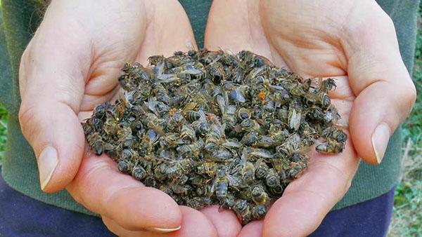 Durante la inspección de primavera de las colmenas, se recolectan abejas.