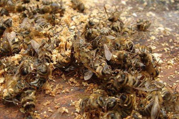 Una decocción, tintura, crema está hecha de gusano de abeja.