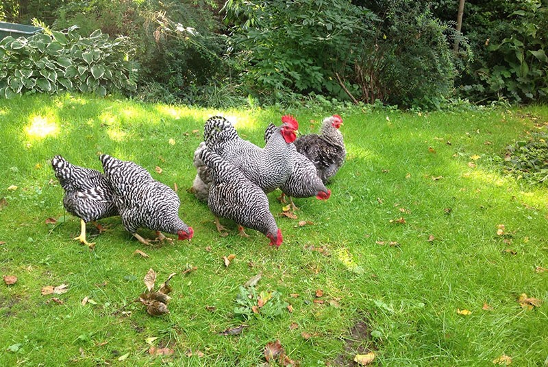 marcher des poulets amrox