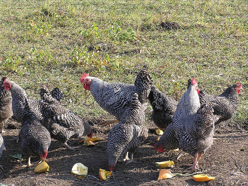 légumes dans l'alimentation des poulets