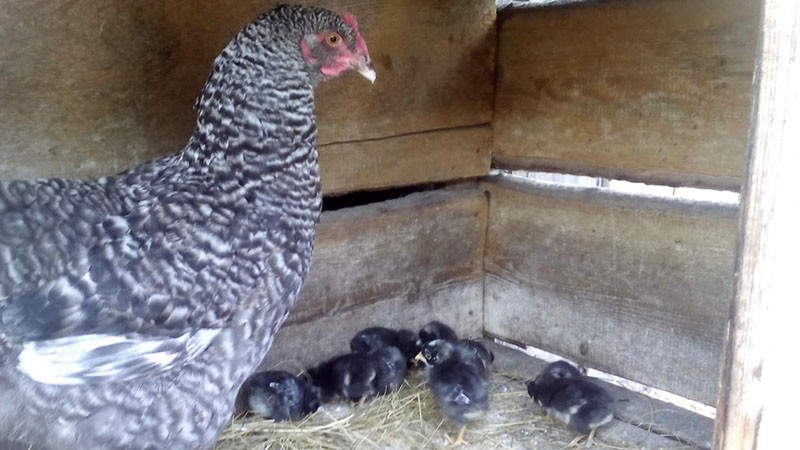 poulet aux poussins