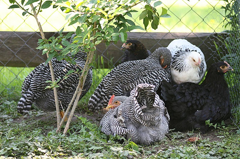 Race américaine de poulets Amrox