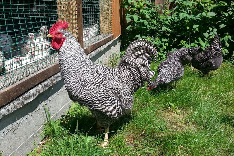 poulets reproducteurs de la race Amrox