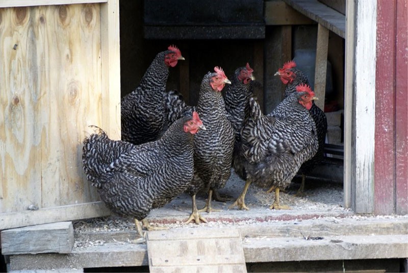 poulets dans un poulailler