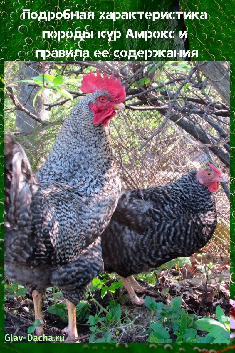 caractéristiques de la race de poulet Amroks